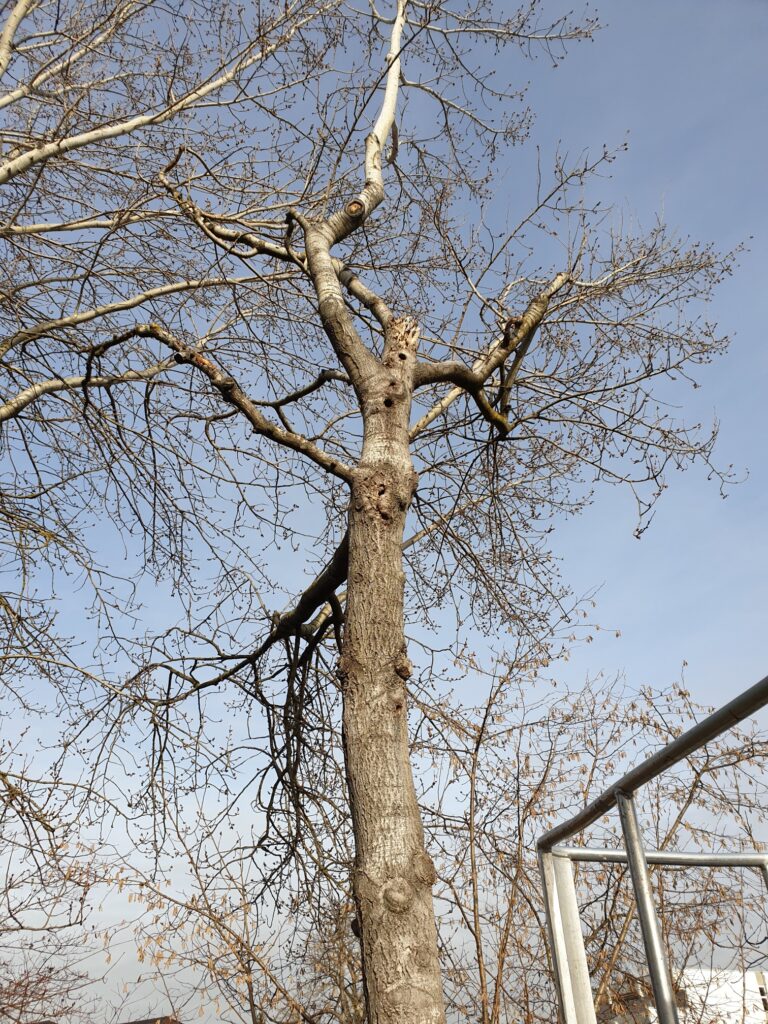 Gartenarbeit