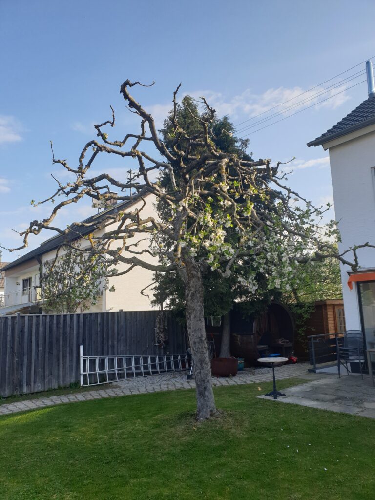 Baumschnitt und Obstbaumschnitt
