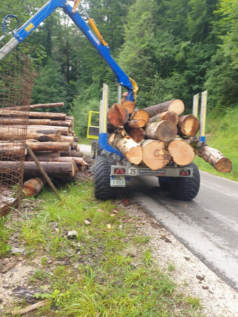 Baumfällung und Holzabtransport