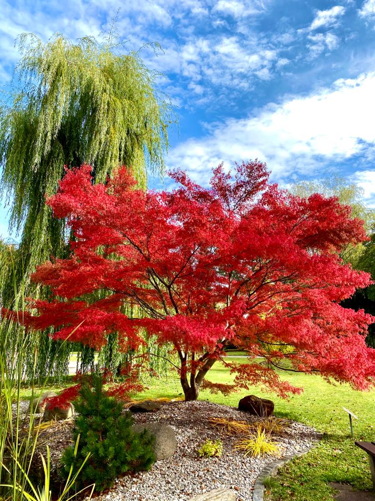 Gartendesign und Gartenpflege